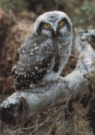 Owl - Hibou - Uil - Eule - Gufo - Coruja - Búho - Owl - Hiiripöllö - Mouse Owl - Surnia Ulula - Uccelli