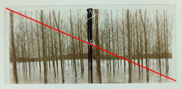 Photo Sur Plaque De Verre, Cour D'eau, Inondation, Champs, Arbres, Années 1930. - Diapositiva Su Vetro