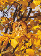Owl - Hibou - Uil - Eule - Gufo - Coruja - Búho - Owl - Lehtopöllö - Tawny Owl - Strix Aluco - Oiseaux