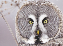 Owl - Hibou - Uil - Eule - Gufo - Coruja - Búho - Owl - Birds