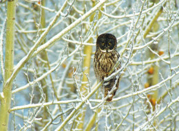 Owl - Hibou - Uil - Eule - Gufo - Coruja - Búho - Owl - Birds