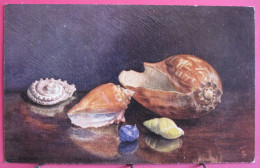 Visuel Très Peu Courant - Sea Shells - Tuck's Oilette - Peinture De Dora Deacon - Coquillages - Autres & Non Classés