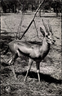 CPA Afrikanische Fauna, Gazelle - Andere & Zonder Classificatie