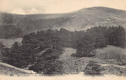 Liban - La Forêt De Cèdres - Ed. Photographie Bonfils, Successeur A. Guiragossian 145 - Libanon