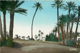 MAROC  Sud Marocain Palmeraie Dans Les Dunes  17  (scan Recto-verso)MA1931Ter - Meknès