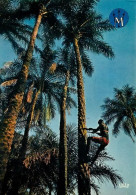 SENEGAL   CAP SKIRING  Le Club Med Un Grimpeur  33   (scan Recto-verso)MA1960Ter - Senegal