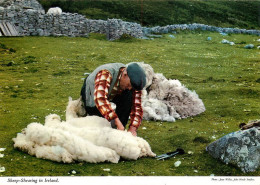 SHEEP SHEARING In IRLAND Irlande  38   (scan Recto-verso)MA1956Bis - Autres & Non Classés