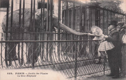 PARIS LE GROS ELEPHANT  JARDIN DES PLANTES - Parchi, Giardini