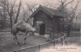 PARIS JARDIN DES PLANTES LE CHAMEAU - Parcs, Jardins