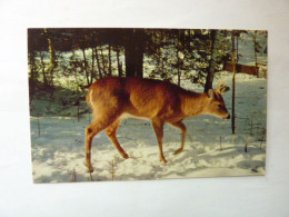 Cerf, Chevreuil Au Canada Dans La Neige - "The Snow May Keep Him Hungry" - Andere & Zonder Classificatie