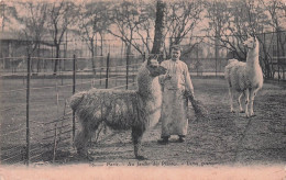 PARIS JARDIN DES PLANTES  LAMA GUANACO - Parchi, Giardini