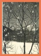 A688 / 619 Arbre En Hiver Carte PHOTO - Autres & Non Classés