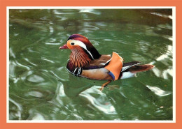 A686 / 301 Canard Mandarin - Sonstige & Ohne Zuordnung