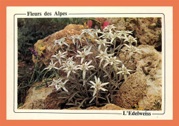 A691 / 097 Fleur Des Alpes Edelweiss - Autres & Non Classés