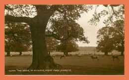 A697 / 305 The Deer In Windsor Great Park Judges - Altri & Non Classificati