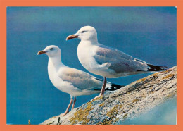 A714 / 041 Oiseau Couple De Goélands Argentés - Vögel