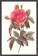 PR118/ Pierre-Joseph REDOUTE, *Rosa Gallica Regalis - Grandeur Royale* - Pintura & Cuadros