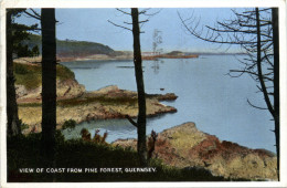 Guernsey - Pine Forest - Guernsey