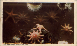 Rose Star Fish - Other & Unclassified