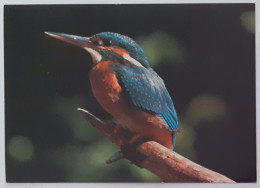 OISEAU / MARTIN PECHEUR - Ligue Suisse De Protection De La Nature - Birds