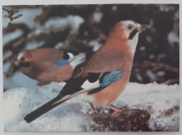 OISEAU / GEAI DES CHENES - Station Ornithologique Suisse De Sempach - Vögel