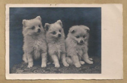 NL.- DRIE JONGE HONDEN. 1934. - Dogs