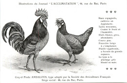 Poule Andalous - Birds