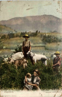 Ziergenhirte - Goat - Breeding