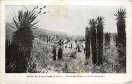 Region Des Aloes Geants Au Natal - Autres & Non Classés