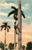 Cuba - Climbing The Palm - Cuba
