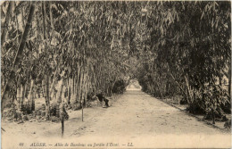 Alger, Allee De Bambous Au Jardin D-Essai - Algeri
