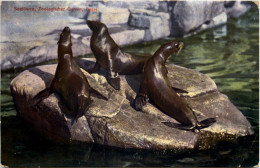 Basel - Zoologischer Garten - Seelöwen - Sonstige & Ohne Zuordnung