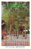 R408657 Parasite Of Seven Kinds Of Tree At Kasuga Jiniva - World