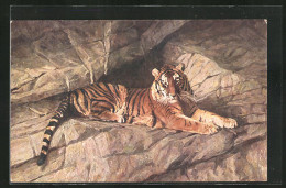 AK Tiger Liegt Auf Einem Felsen  - Tigres