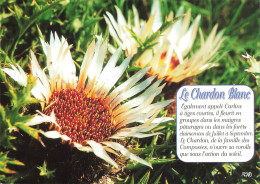 CPSM Chardon Blanc        L2864 - Flowers