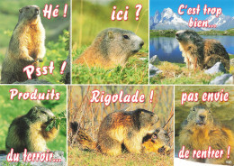 CPSM Humour-Animaux De Montagne        L2864 - Humour