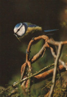 Bird - Oiseau - Vogel - Uccello - Pássaro - Pájaro - Great Tit - Parus Major - Luonto-Liitto - Birds