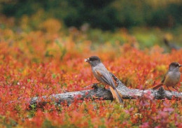 Bird - Oiseau - Vogel - Uccello - Pássaro - Kuukkeli - Siberian Jay - Perisoreus Infaustus - Birds