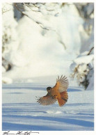 Bird - Oiseau - Vogel - Uccello - Pássaro - Kuukkeli - Siberian Jay - Perisoreus Infaustus - Vögel