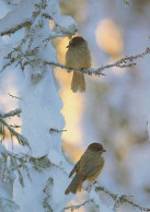 Bird - Oiseau - Vogel - Uccello - Pássaro - Kuukkeli - Siberian Jay - Perisoreus Infaustus - Vögel