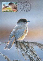 Bird - Oiseau - Vogel - Uccello - Pássaro - Kuukkeli - Siberian Jay - Perisoreus Infaustus - Maximum - Finnish Post - Pájaros