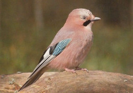 Närhi - Jay - Geai - Vlaamse Gaai - Eichelhäher - Ghiandaia - Gaio - Arrendajo - Animal - Fauna - Oiseaux