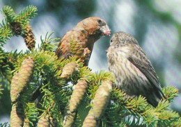 Bird - Oiseau - Vogel - Uccello - Pássaro - Birds On A Spruce Branch - Medelpads Ornitologiska Förening - Pájaros