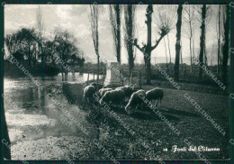 Perugia Campello Fonti Del Clitunno Pecore Carducci FG Foto Cartolina KB4982 - Perugia