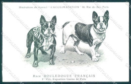Animali Dog Cane French Bulldog Bouledogue Francais Postcard VK9538 - Autres & Non Classés