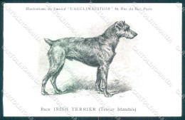 Animali Dog Cane Irish Terrier Irlandais Postcard VK9543 - Altri & Non Classificati