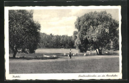 AK Krefeld, Stadtwaldweiher An Der Rennbahn  - Krefeld