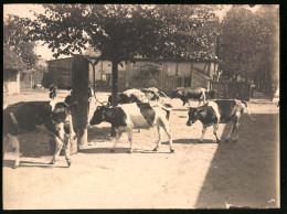 Fotografie Viehtrieb, Rinder - Jungbullen Werden Auf Eine Weide Getrieben  - Autres & Non Classés