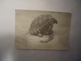 GREECE POSTCARDS  SMALL   1972 ANIMALS   TURTLES - Schildpadden