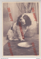 Fixe Chien - Old (before 1900)